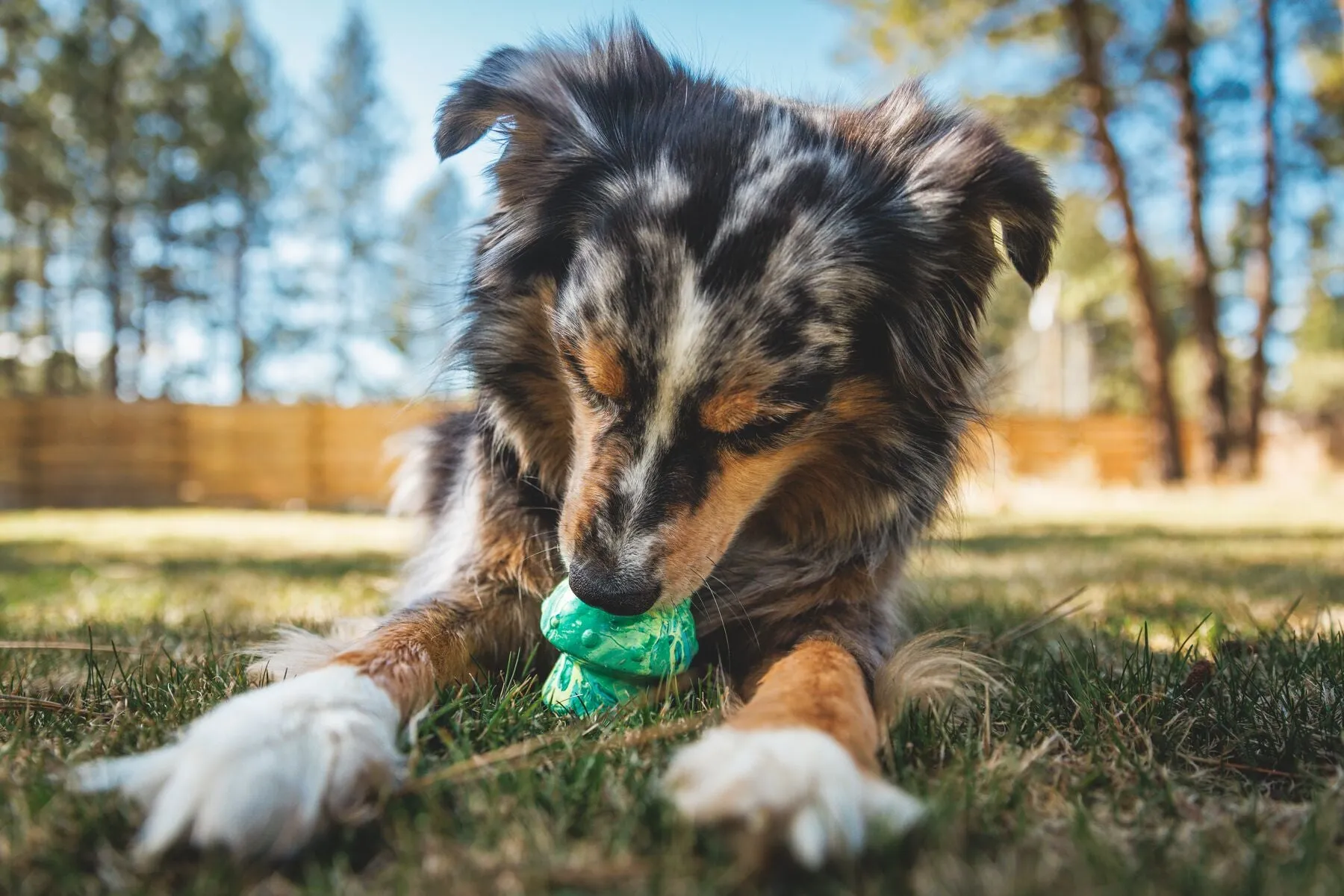 Toadstool Dog Toy